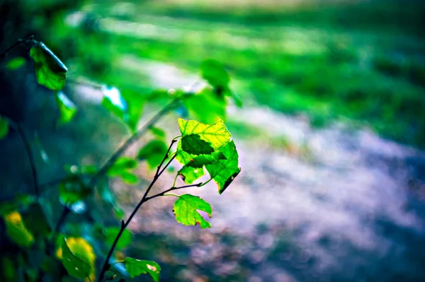 Birch Leaves Branch Summer Lomography — Stockfoto