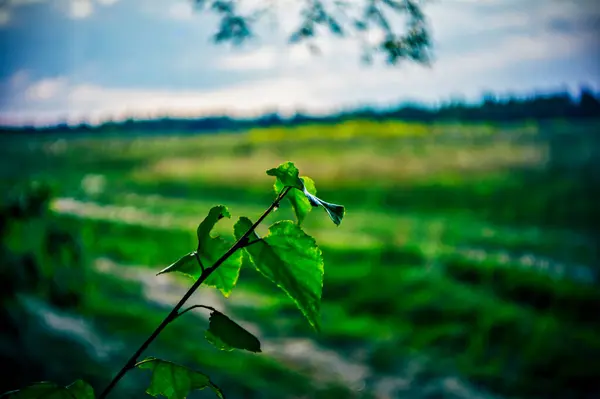 Birch Leaves Branch Summer Lomography — Stockfoto