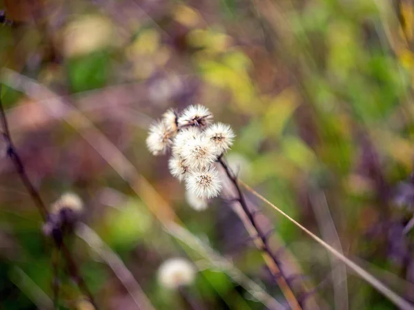 Wild Grass Field Cloudy Day Autumn — Stock Photo, Image