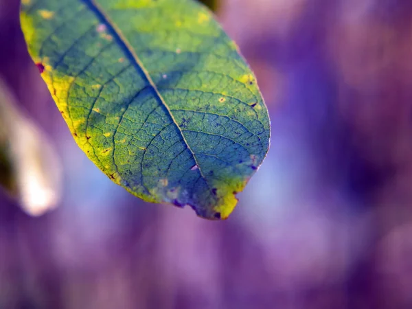 Sonbaharda Ormandaki Bir Ağaçta Sarı Yapraklar — Stok fotoğraf