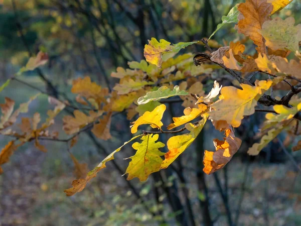 Liście Dębu Żółtego Drzewie Jesienią — Zdjęcie stockowe