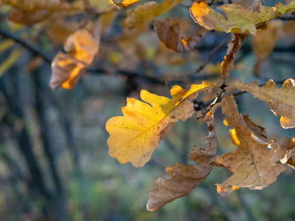 树上的黄橡树叶 — 图库照片