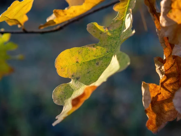 Gelbe Eichenblätter Baum Herbst — Stockfoto