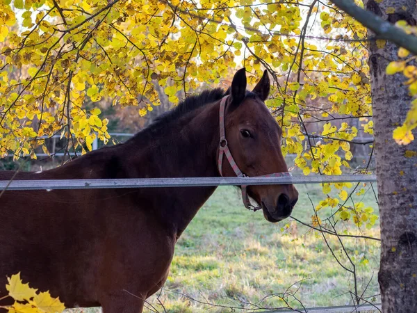 Brown Horse Open Paddock Autumn — 图库照片