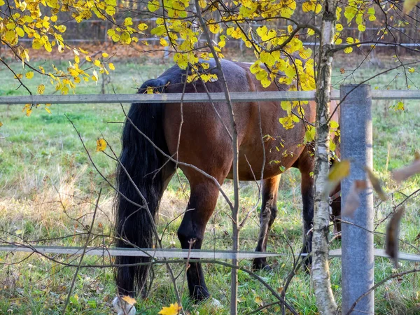 Brown Horse Open Paddock Autumn — Stockfoto