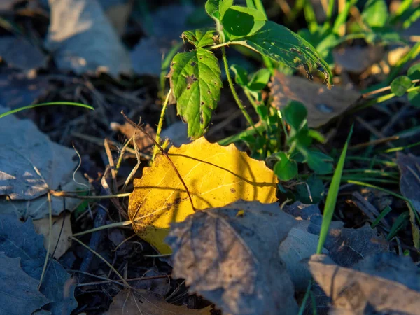 Yellow Leaf Lies Grass Autumn — Fotografia de Stock