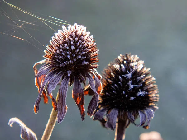 Frost Auf Pflanzen Einem Klaren Morgen Herbst — Stockfoto