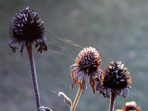 Frost Auf Pflanzen Einem Klaren Morgen Herbst — Stockfoto