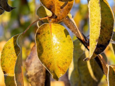 Ağacın yaprakları donuyor sabahın erken saatlerinde, sonbaharda