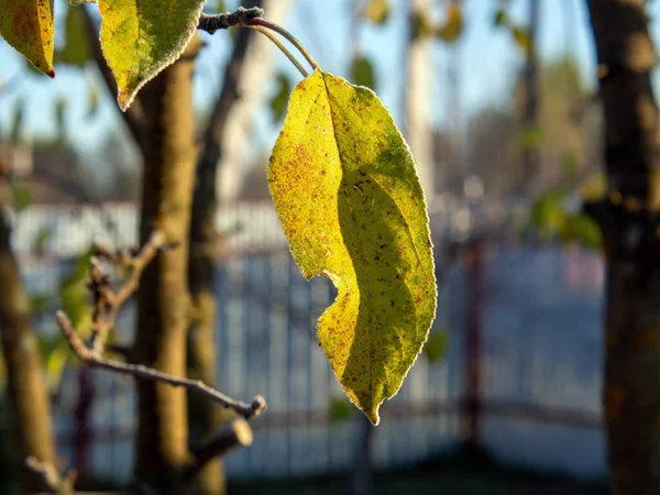 Folhas Árvore Geada Início Manhã Outono — Fotografia de Stock