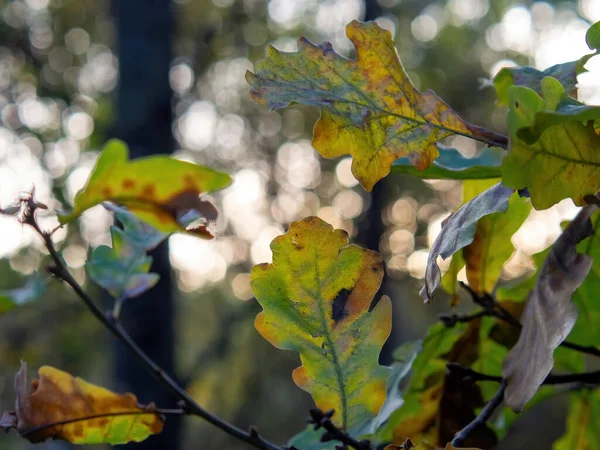 Folhas Carvalho Amarelo Árvore Outono — Fotografia de Stock