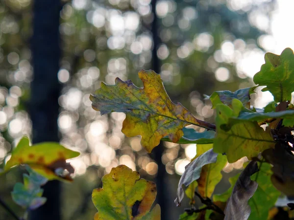 Осенью Листья Желтого Дуба Дереве — стоковое фото