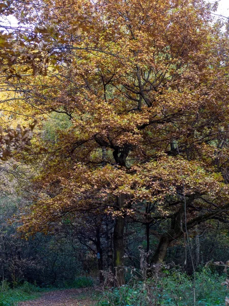 Ett Gammalt Träd Med Gula Löv Skogen Hösten — Stockfoto