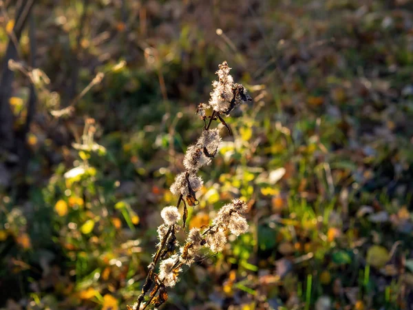 Wildflaumiges Gras Auf Dem Feld Herbst — Stockfoto