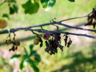 Elmalar solmuş bahçede bir dalda, yazın