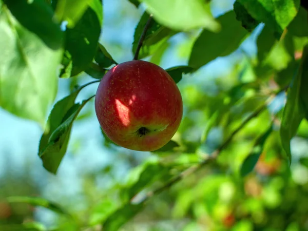 Pommes Rouges Sur Une Branche Pommier Dans Jardin Été — Photo