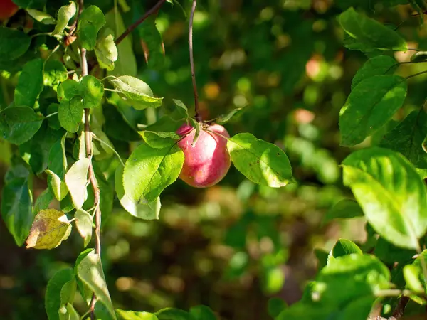 Red Apples Branch Apple Tree Garden Summer — Stock Photo, Image