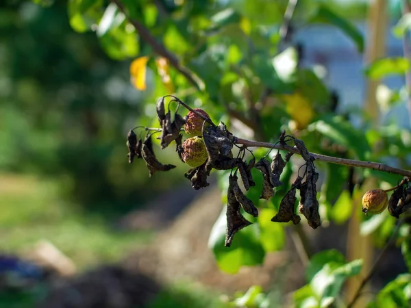 Pommes Fanées Sur Une Branche Dans Jardin Été Images De Stock Libres De Droits