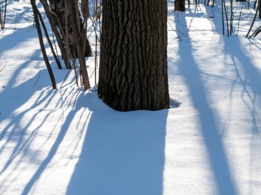 Rusya 'da kış ormanlarında açık bir gün