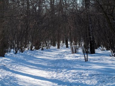 Rusya 'da kış ormanlarında açık bir gün