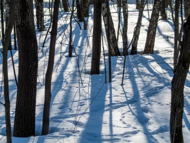 Rusya 'da kış ormanlarında açık bir gün
