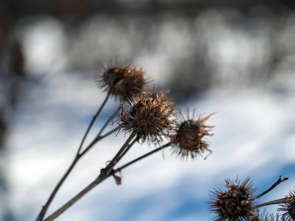 Açık Bir Günde Kışın Çalılıklardaki Dulavrat Dikenleri — Stok fotoğraf