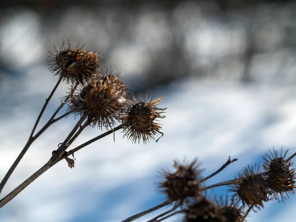 Burdock Thorns Bushes Clear Day Winter — Stock Photo, Image