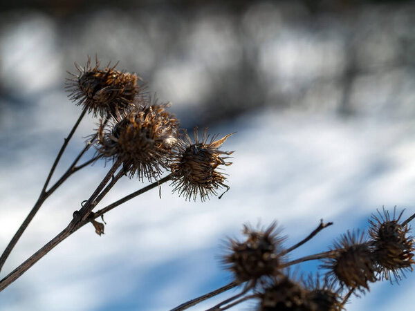 burdock thorns on bushes on a clear day, in winter