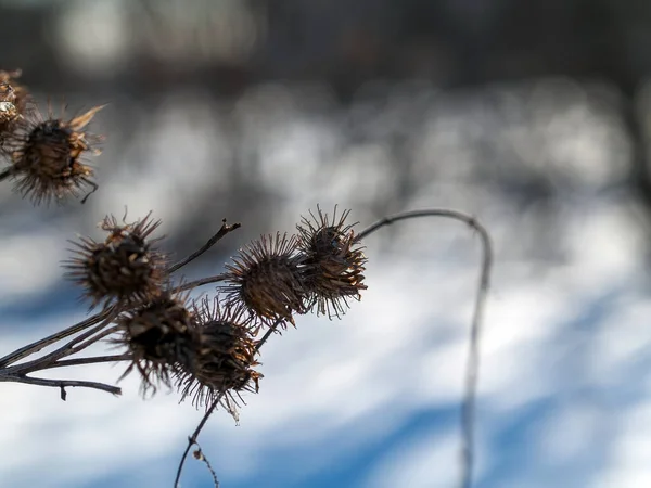 Bojtorján Tövisek Bokrok Egy Tiszta Napon Télen — Stock Fotó