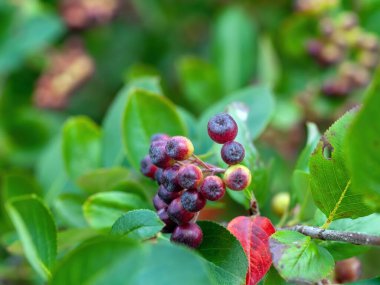 Olgunlaşmamış böğürtlenler dallarda, yazın