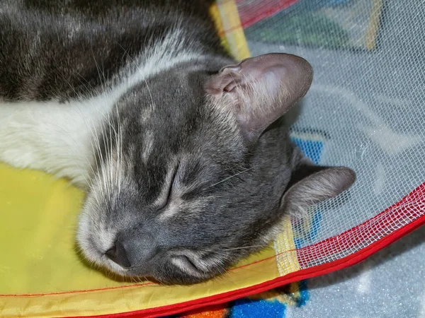 Young Cat Sleeps Apartment Russia — Stock Photo, Image