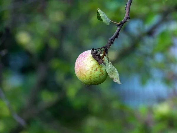 Pommes Rouges Sur Une Branche Pommier Dans Jardin Été — Photo