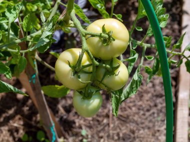 Domatesler yazın, yatakta olgunlaşır.