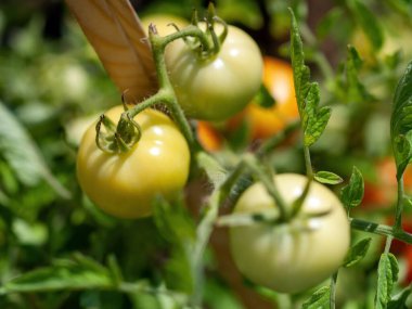 Domatesler yazın, yatakta olgunlaşır.