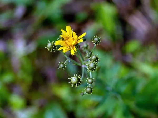 Маленькі Жовті Квіти Дикої Трави Влітку — стокове фото