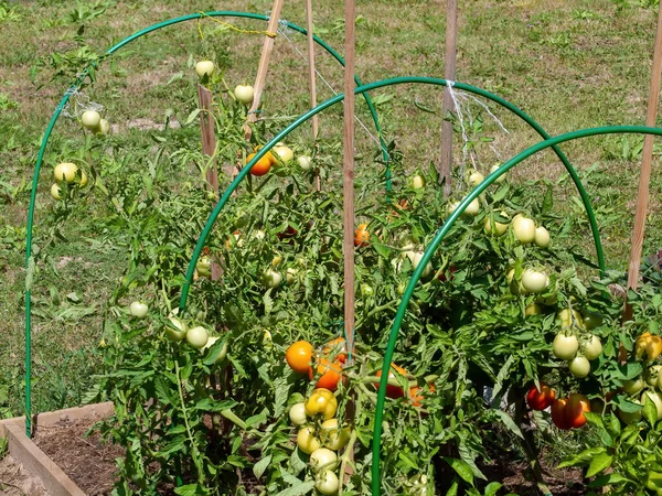 Tomatoes Ripen Bed Summer — Stock Photo, Image