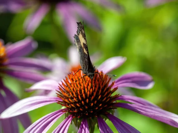 Schmetterlinge Sitzen Auf Einer Schönen Blume Sommer — Stockfoto