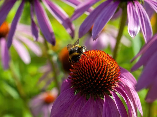 Bumblebee Coleta Pólen Uma Flor Jardim Verão — Fotografia de Stock