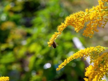 Arı yazın, küçük sarı çiçeklerde polen toplar.