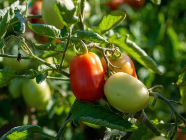 Domatesler yazın, yatakta olgunlaşır.