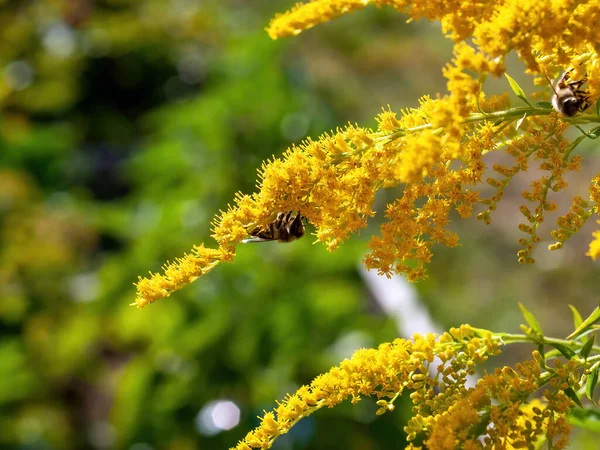 stock image bee collects pollen on small yellow flowers, in summer