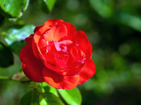Bahçedeki Kırmızı Gül Çiçeği Yaz — Stok fotoğraf