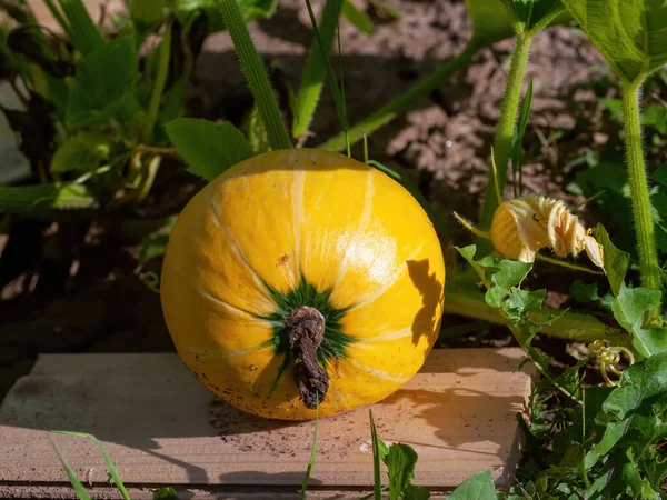 Kürbis Wächst Sommer Auf Einem Beet Garten — Stockfoto