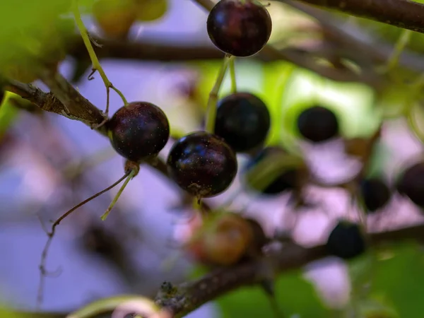 Blackcurrant Berries Ripen Garden Summer — Stock Photo, Image