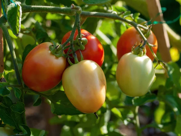 Tomates Mûrissent Dans Lit Été Photos De Stock Libres De Droits