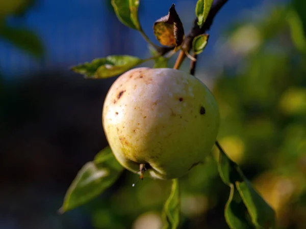 Jeunes Pommes Sur Les Branches Dans Jardin Été — Photo
