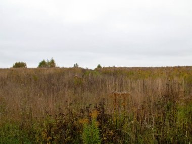 Rusya 'nın orta kesiminde bulutlu bir sonbahar gününde manzara