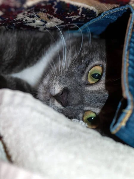 Eine Kleine Katze Versteckt Sich Unter Kleidern Einem Raum — Stockfoto