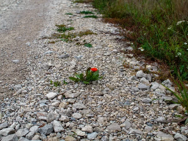 Die Blume Wuchs Zwischen Den Steinen Wegesrand — Stockfoto