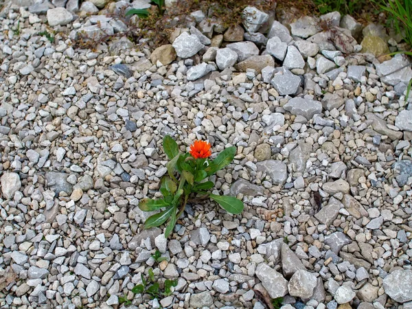 Kwiat Rósł Wśród Kamieni Poboczu Drogi — Zdjęcie stockowe